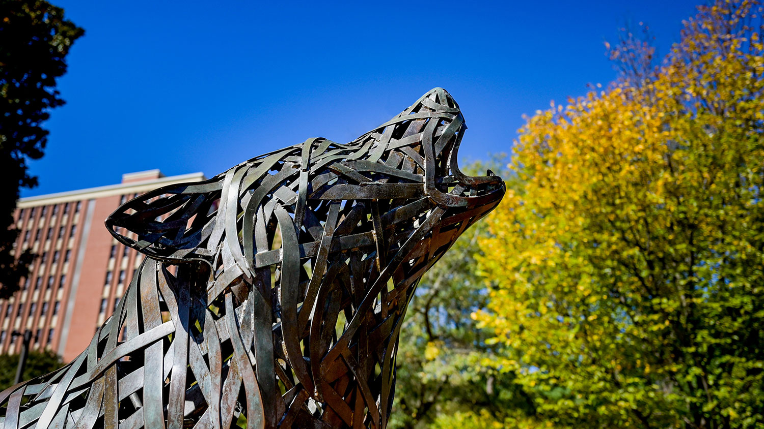 Wolf statue on NC State's campus